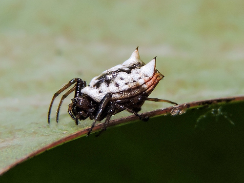 White Micrathena