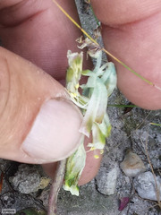 Lachenalia vanzyliae