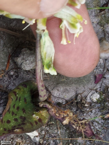 Milk Viooltjie (Lachenalia vanzyliae)