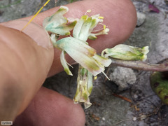 Lachenalia vanzyliae