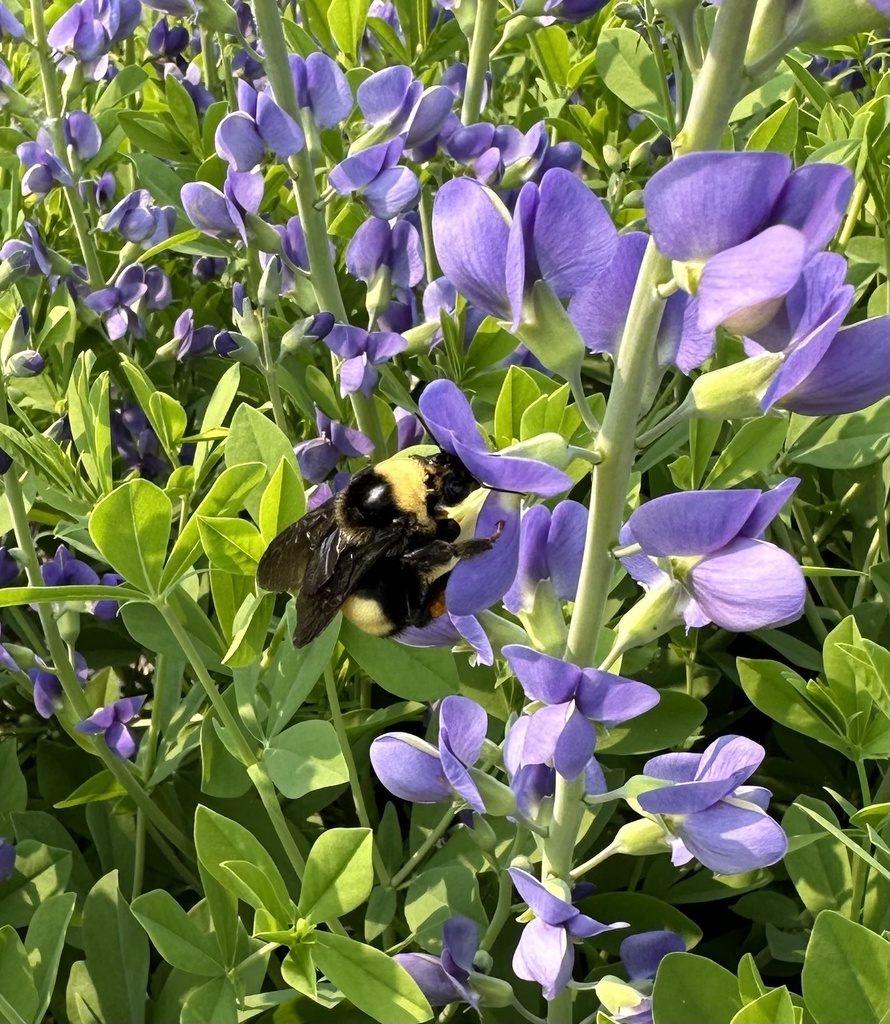 Black and gold bumble bee from green bay botanical garden green bay