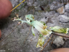 Lachenalia vanzyliae