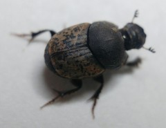 Onthophagus fracticornis