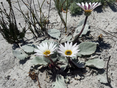 Arctotis verbascifolia
