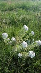 Dimorphocarpa candicans