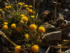 Erigeron bloomeri