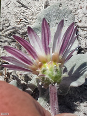 Arctotis verbascifolia