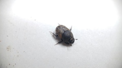 Onthophagus fracticornis