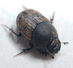 Onthophagus fracticornis