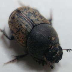 Onthophagus fracticornis