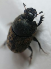 Onthophagus fracticornis