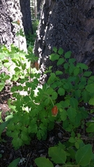 Aquilegia elegantula