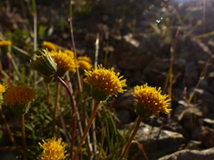 Erigeron bloomeri