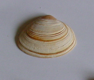 Spisula solida