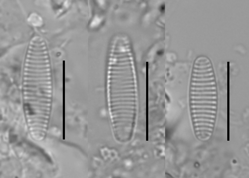 Stauroforma