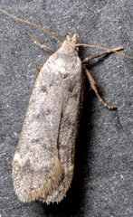 Anacampsis
