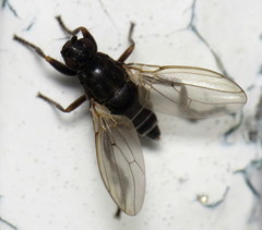 Sphaerocera curvipes