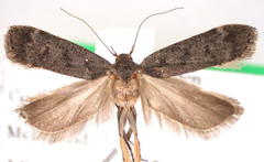Anacampsis