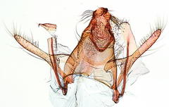 Anacampsis