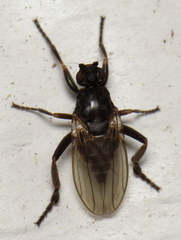 Sphaerocera curvipes