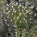 Paepalanthus chiquitensis - Photo (c) aezanne, osa oikeuksista pidätetään (CC BY-NC)