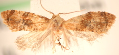 Cochylis bucera