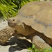 African Spurred Tortoise - Photo (c) Bernard DUPONT, some rights reserved (CC BY-SA)