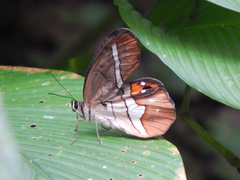 Pierella nereis