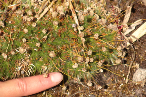 Paepalanthus karstenii, photograph 2