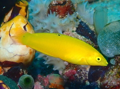 Canary Wrasse photo 3