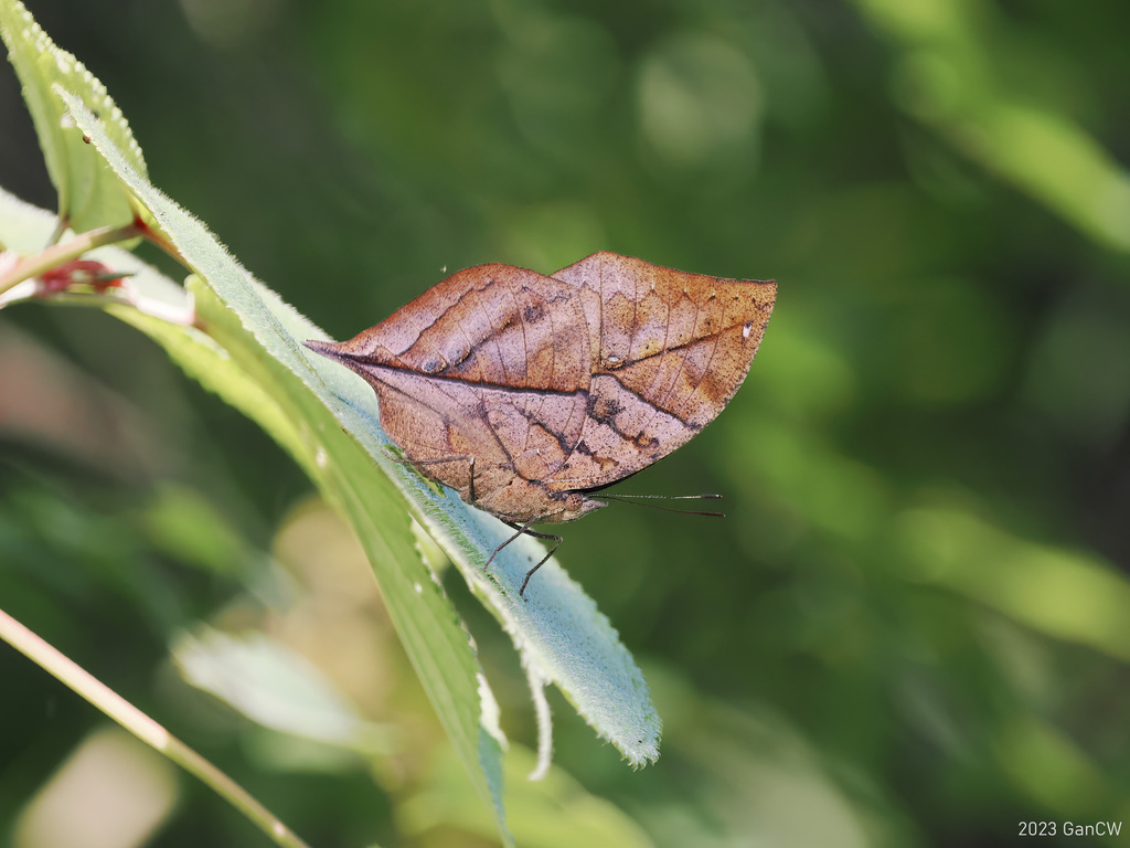 枯叶蛱蝶（Kallima inachus）