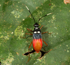 Dindymus albicornis