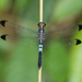 Dark-tipped Forest-Skimmer - Photo (c) Monique Cordeiro, some rights reserved (CC BY-NC), uploaded by Monique Cordeiro