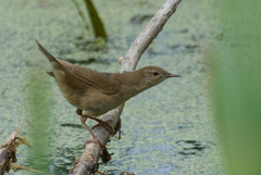 Locustella luscinioides
