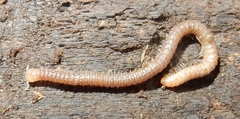 Cambala annulata