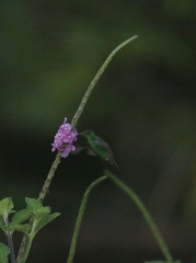 Saucerottia hoffmanni