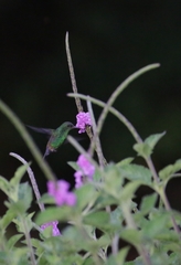 Saucerottia hoffmanni