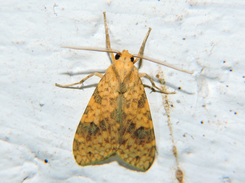 Lophocampa catenulata