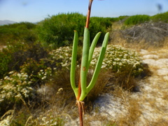 Ruschia tumidula