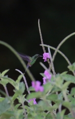 Saucerottia hoffmanni