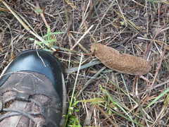 Laevicaulis natalensis