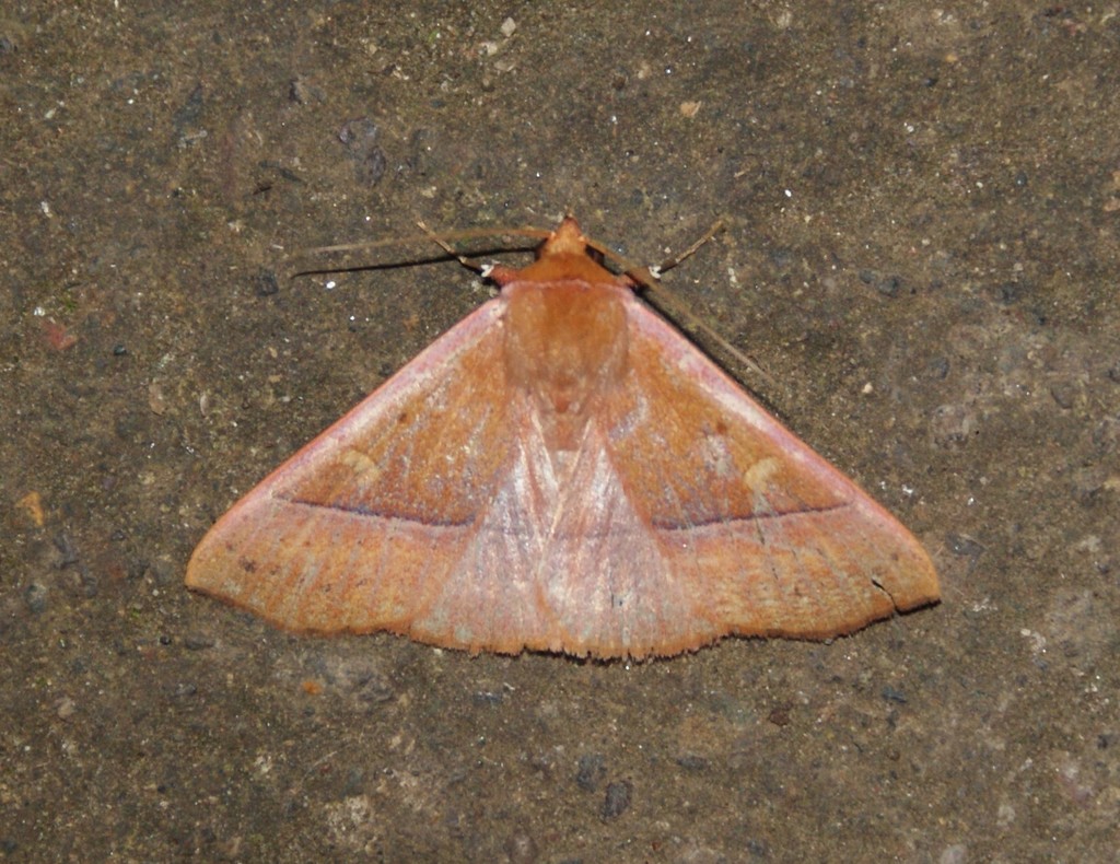 Obroatis vinea