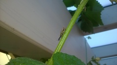 Raphidiidae
