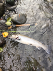 Salvelinus confluentus