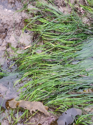 Image of Torrey's Surfgrass (Phyllospadix torreyi) by no rights reserved