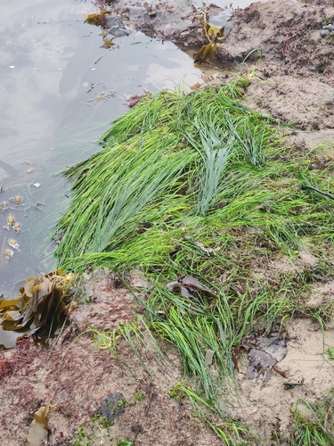 Image of Torrey's Surfgrass (Phyllospadix torreyi) by no rights reserved