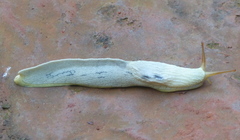 Trichotoxon