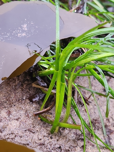 Image of Torrey's Surfgrass (Phyllospadix torreyi) by no rights reserved