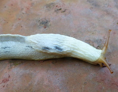 Trichotoxon