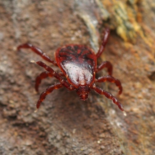 Brown dog tick